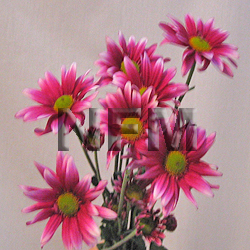 daisy purple flower